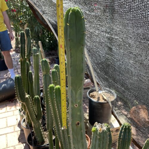 16 inch T. Brdigesii "Bolivian Torch" Cutting