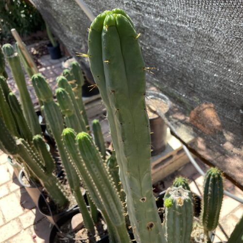 16 inch T. Brdigesii "Bolivian Torch" Cutting
