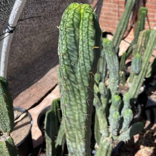 16 inch T. Brdigesii "Bolivian Torch" Cutting