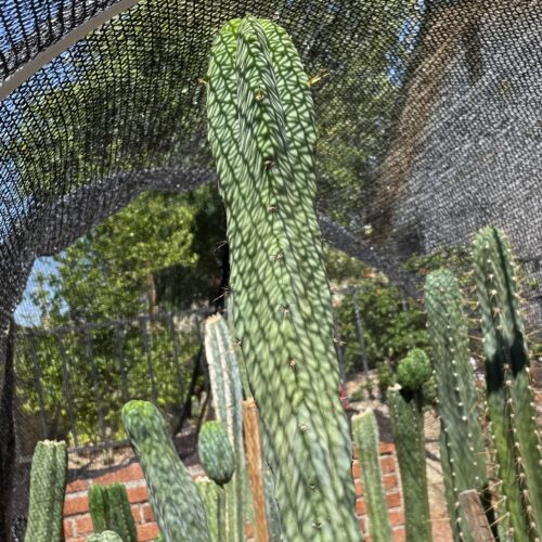16 inch T. Brdigesii "Bolivian Torch" Cutting