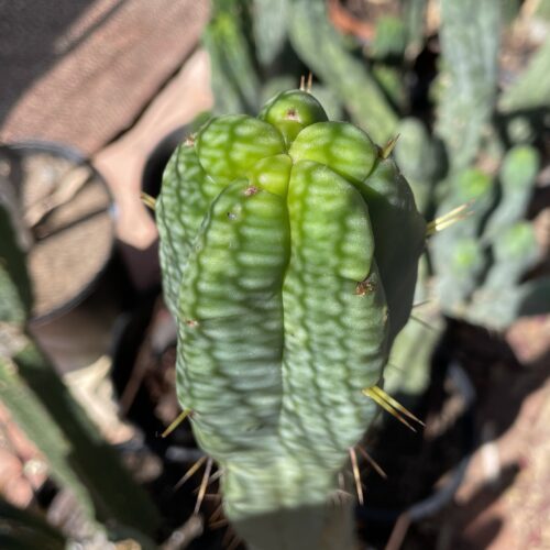 16 inch T. Brdigesii "Bolivian Torch" Cutting