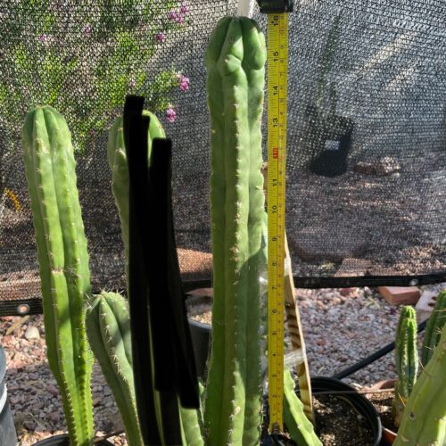 16 inch San Pedro "Monstrose" Cutting