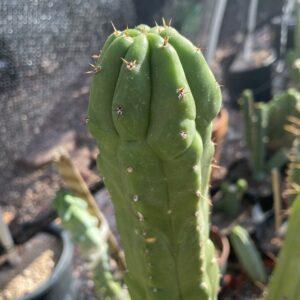 16 inch San Pedro "Monstrose" Cutting