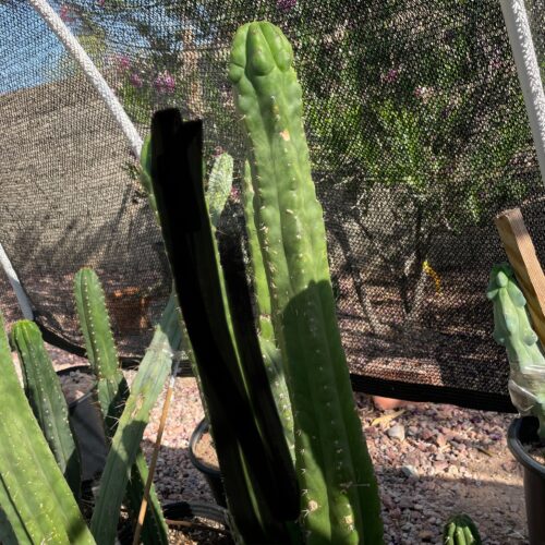 16 inch San Pedro "Monstrose" Cutting