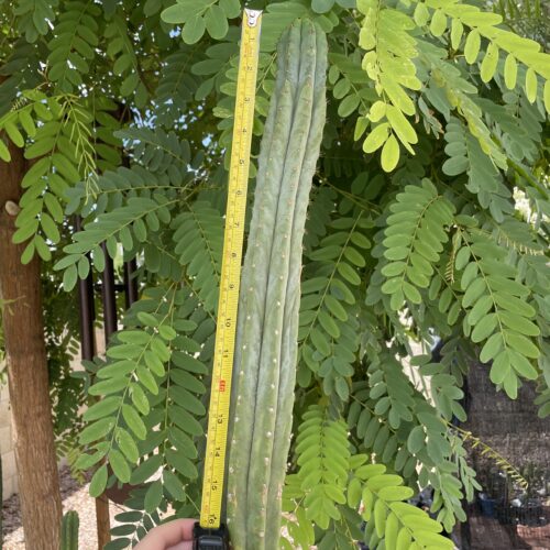 16 inch San Pedro Variegated Revert Cutting