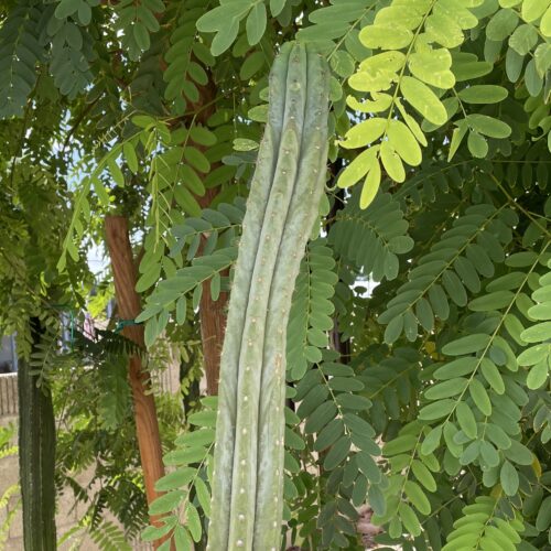16 inch San Pedro Variegated Revert Cutting