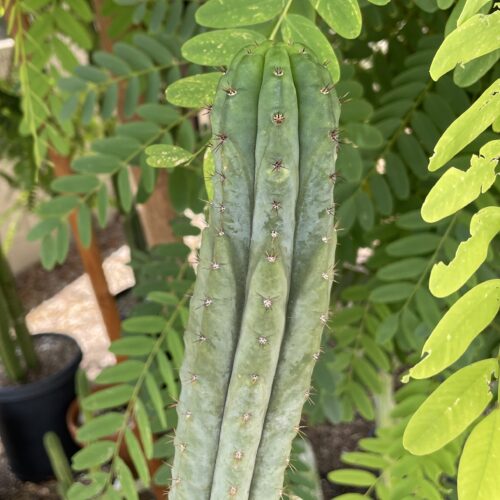 16 inch San Pedro Variegated Revert Cutting
