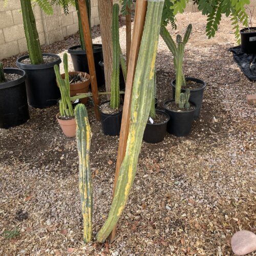 16 inch San Pedro Variegated Revert Cutting