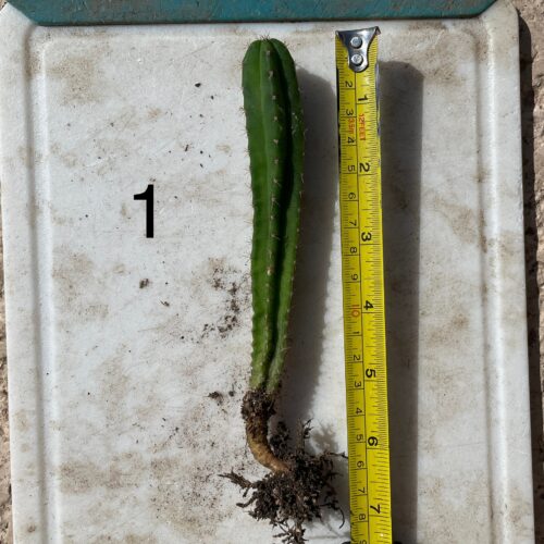 Dr. G Scop x Bridgesii "SS02" Seedling #1
