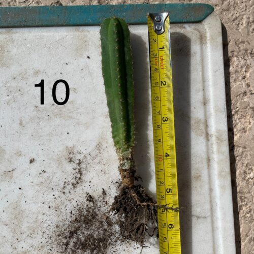 Dr. G Scop x Bridgesii "SS02" Seedling #10