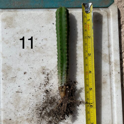 Dr. G Scop x Bridgesii "SS02" Seedling #11