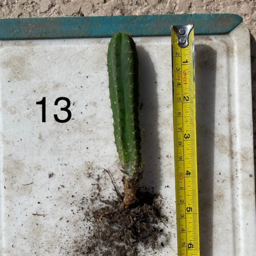 Dr. G Scop x Bridgesii "SS02" Seedling #13