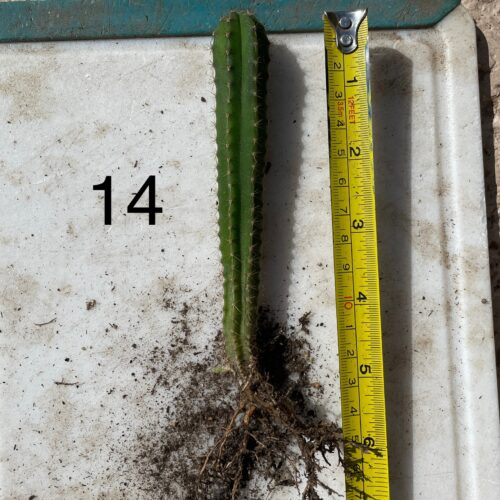 Dr. G Scop x Bridgesii "SS02" Seedling #14