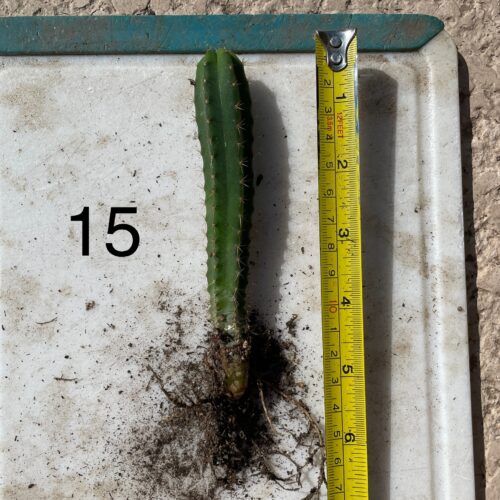 Dr. G Scop x Bridgesii "SS02" Seedling #15