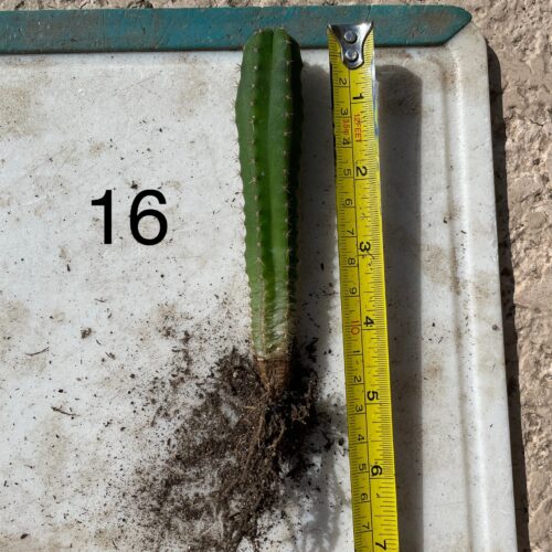 Dr. G Scop x Bridgesii "SS02" Seedling #16