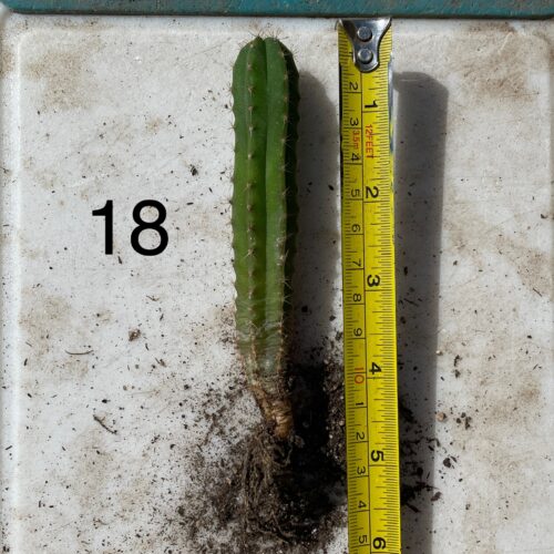 Dr. G Scop x Bridgesii "SS02" Seedling #18