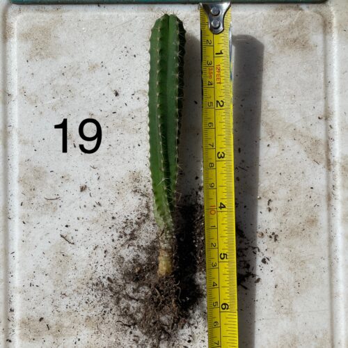 Dr. G Scop x Bridgesii "SS02" Seedling #19