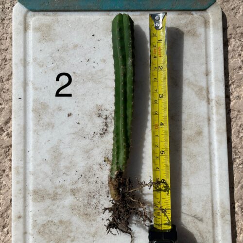 Dr. G Scop x Bridgesii "SS02" Seedling #2