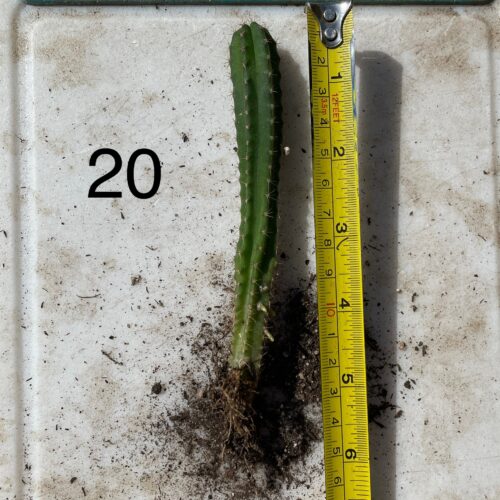 Dr. G Scop x Bridgesii "SS02" Seedling #20