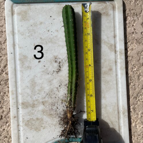 Dr. G Scop x Bridgesii "SS02" Seedling #3