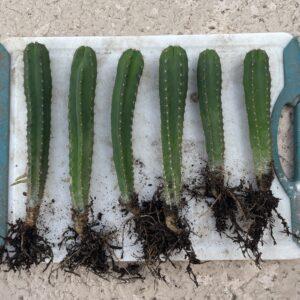 Dr. G Scop x Bridgesii "SS02" Seedlings