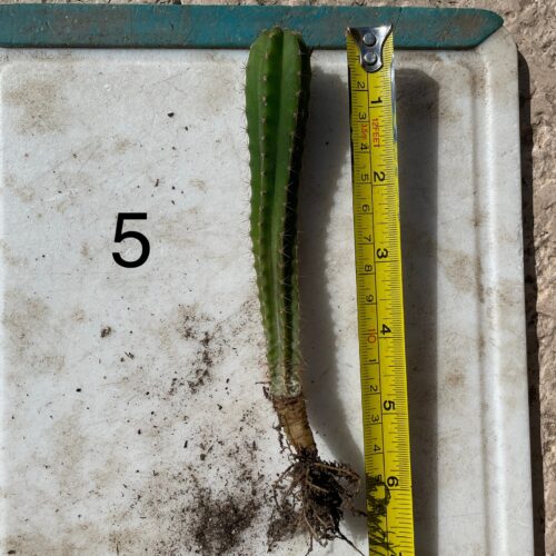 Dr. G Scop x Bridgesii "SS02" Seedling #5