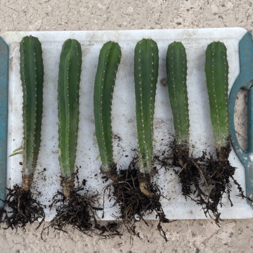 Dr. G Scop x Bridgesii "SS02" Seedlings