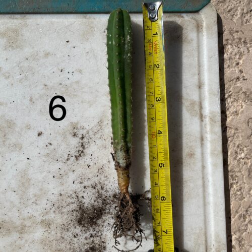 Dr. G Scop x Bridgesii "SS02" Seedling #6