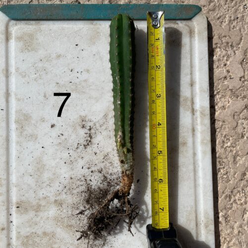 Dr. G Scop x Bridgesii "SS02" Seedling #7