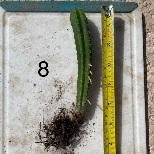 Dr. G Scop x Bridgesii "SS02" Seedling #8