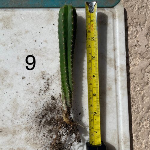 Dr. G Scop x Bridgesii "SS02" Seedling #9