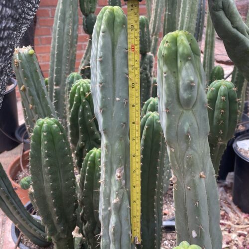 14in Melted Wax Bridgesii Cutting