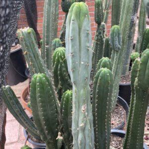 14in Melted Wax Bridgesii Cutting