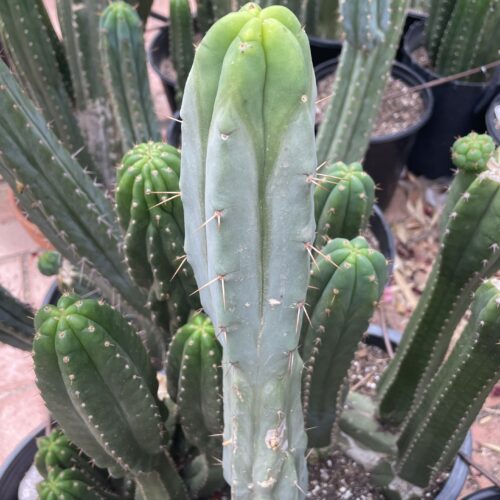 14in Melted Wax Bridgesii Cutting