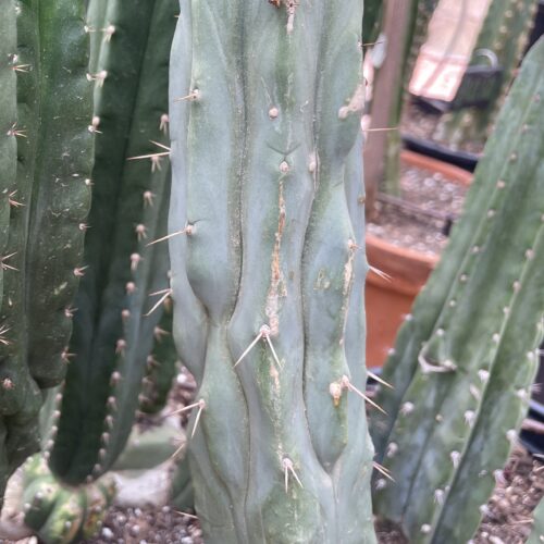 14in Melted Wax Bridgesii Cutting