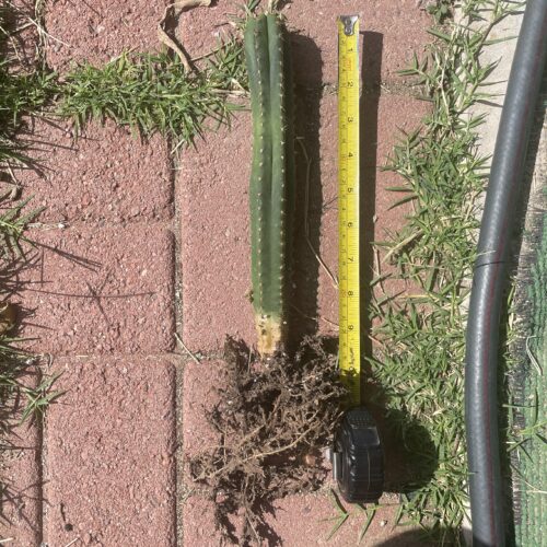Fully Rooted Peru Landrace