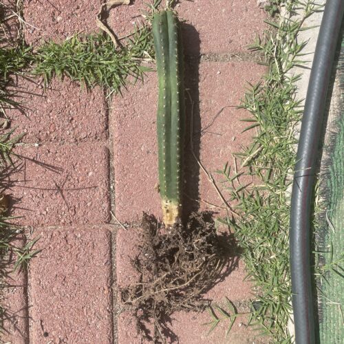 Fully Rooted Peru Landrace