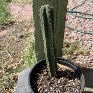 Fully Rooted Peru Landrace