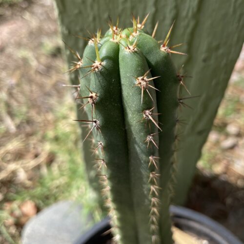 Fully Rooted Peru Landrace