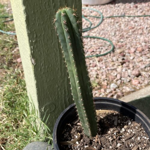 Fully Rooted Peru Landrace
