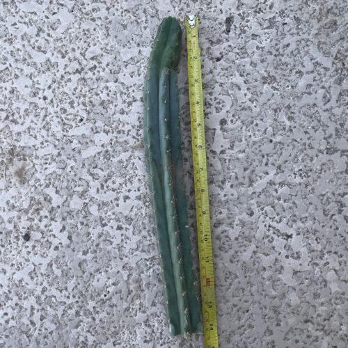14 inch Bridgesii x Peruvian Torch Cutting