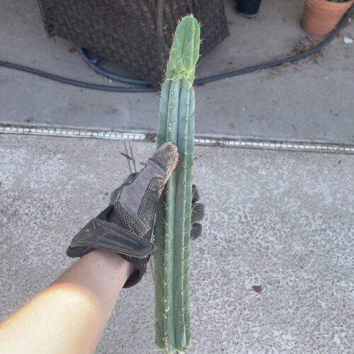 14 inch Bridgesii x Peruvian Torch Cutting