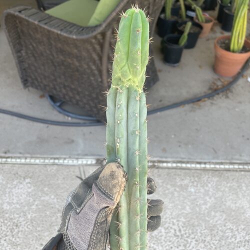 14 inch Bridgesii x Peruvian Torch Cutting