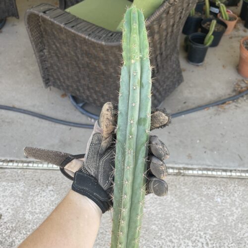 14 inch Bridgesii x Peruvian Torch Cutting