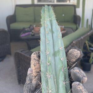 14 inch Bridgesii x Peruvian Torch Cutting