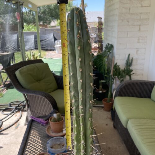 15 inch Peruvian Torch Cutting
