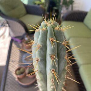 15 inch Peruvian Torch Cutting