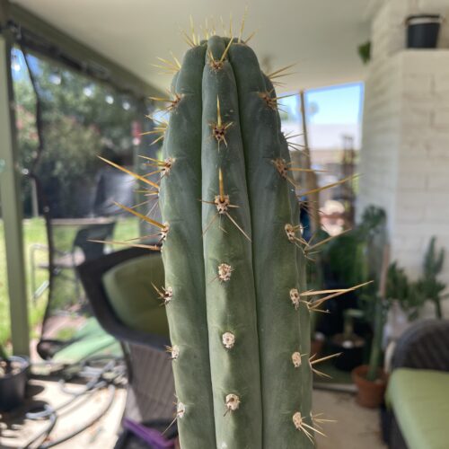 15 inch Peruvian Torch Cutting