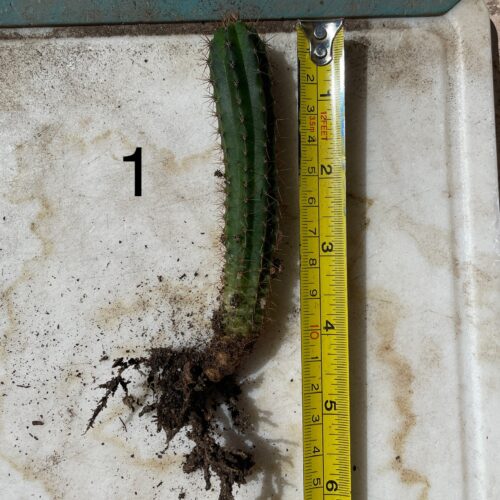 Peruvian Torch Seedlings "Bonny x Blue 3" #1
