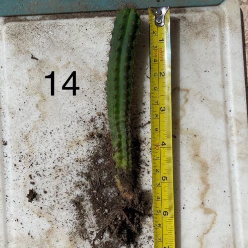 Peruvian Torch Seedlings "Bonny x Blue 3" #14
